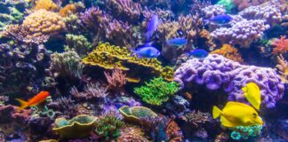 La Grande Barriera Corallina