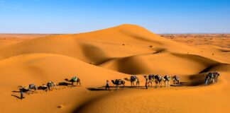 Carovana nel deserto del Sahara