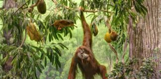 Diorami al Museo di Storia Naturale di Milano